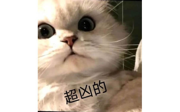 猫猫说我超凶的！不要惹我！猫猫超凶的表情