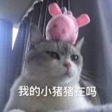 我的小猪猪在吗