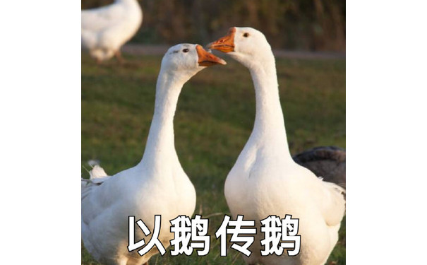 以鹅传鹅