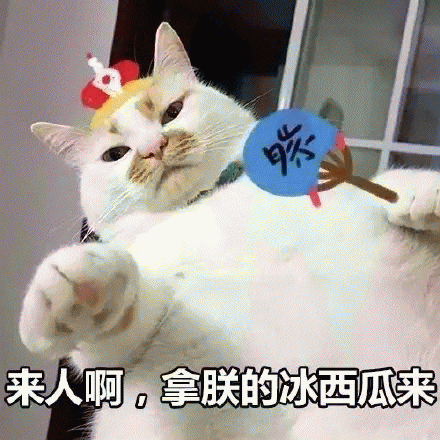 网红猫楼楼表情包 [热到昏古七 热到怀疑喵生]