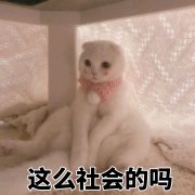 （猫咪表情包）这么社会的吗表情包