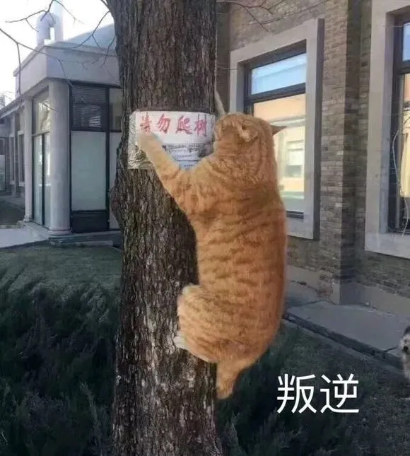 叛逆猫表情包图片-爬树叛逆