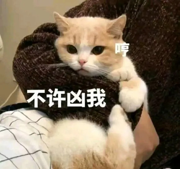 叛逆猫表情包图片-不许凶我