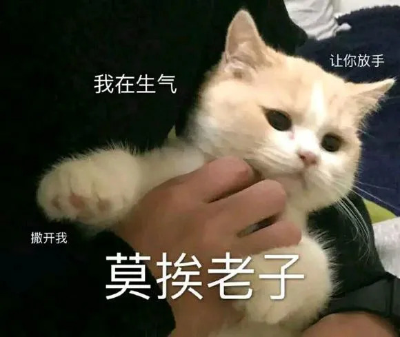 叛逆猫表情包图片-莫挨老子